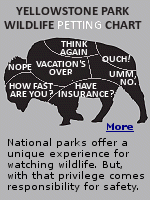 The animals with the most attacks and fatalities, by far, have been bison. While bears maul their victims, bison gore them. They have also been known to attack cars, and in a few cases flipping them over.